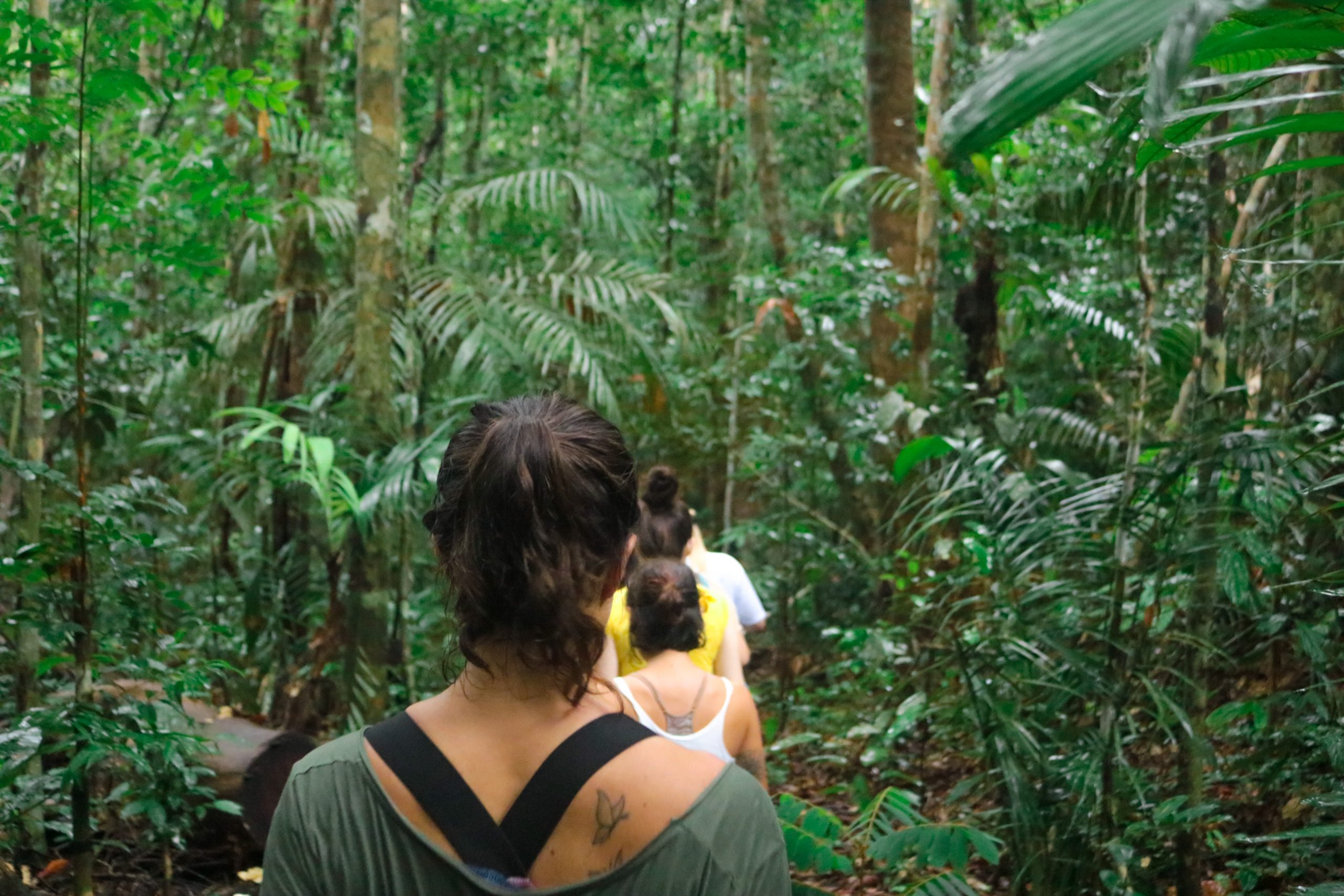 Café Virtual debate na quarta-feira Florestas e Biodiversidade na Amazônia