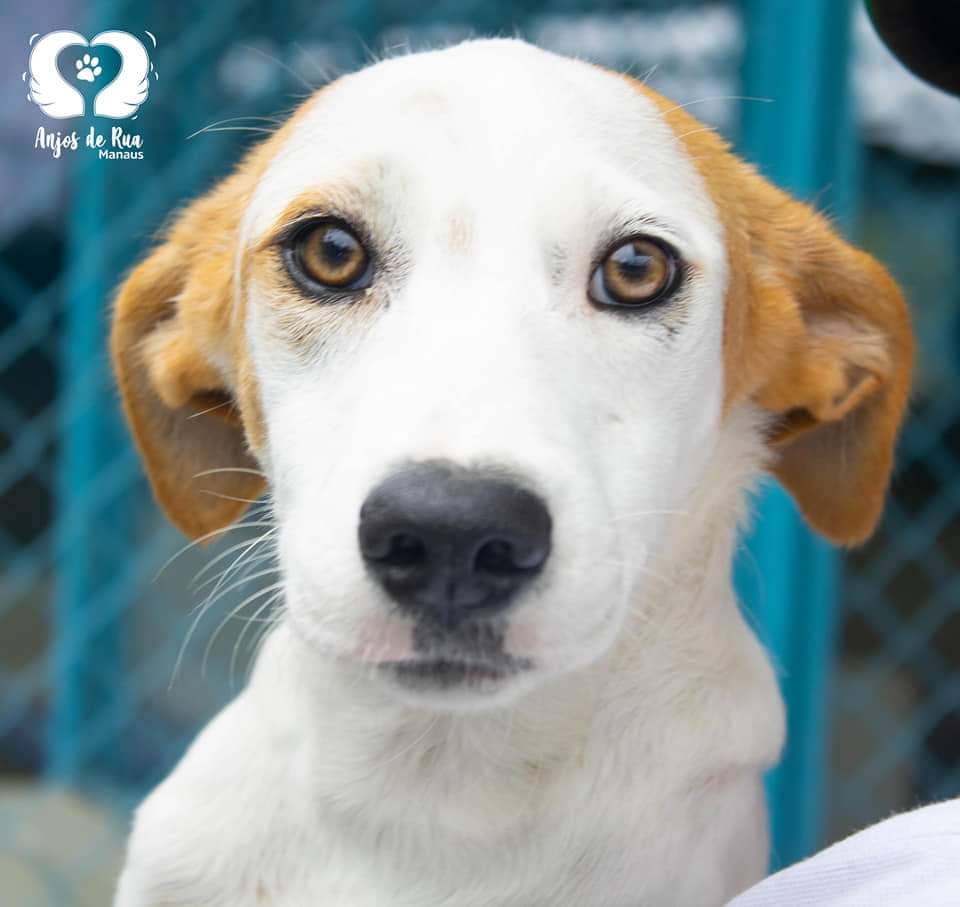 ONG realiza “Um  dia  bom pra cachorro”