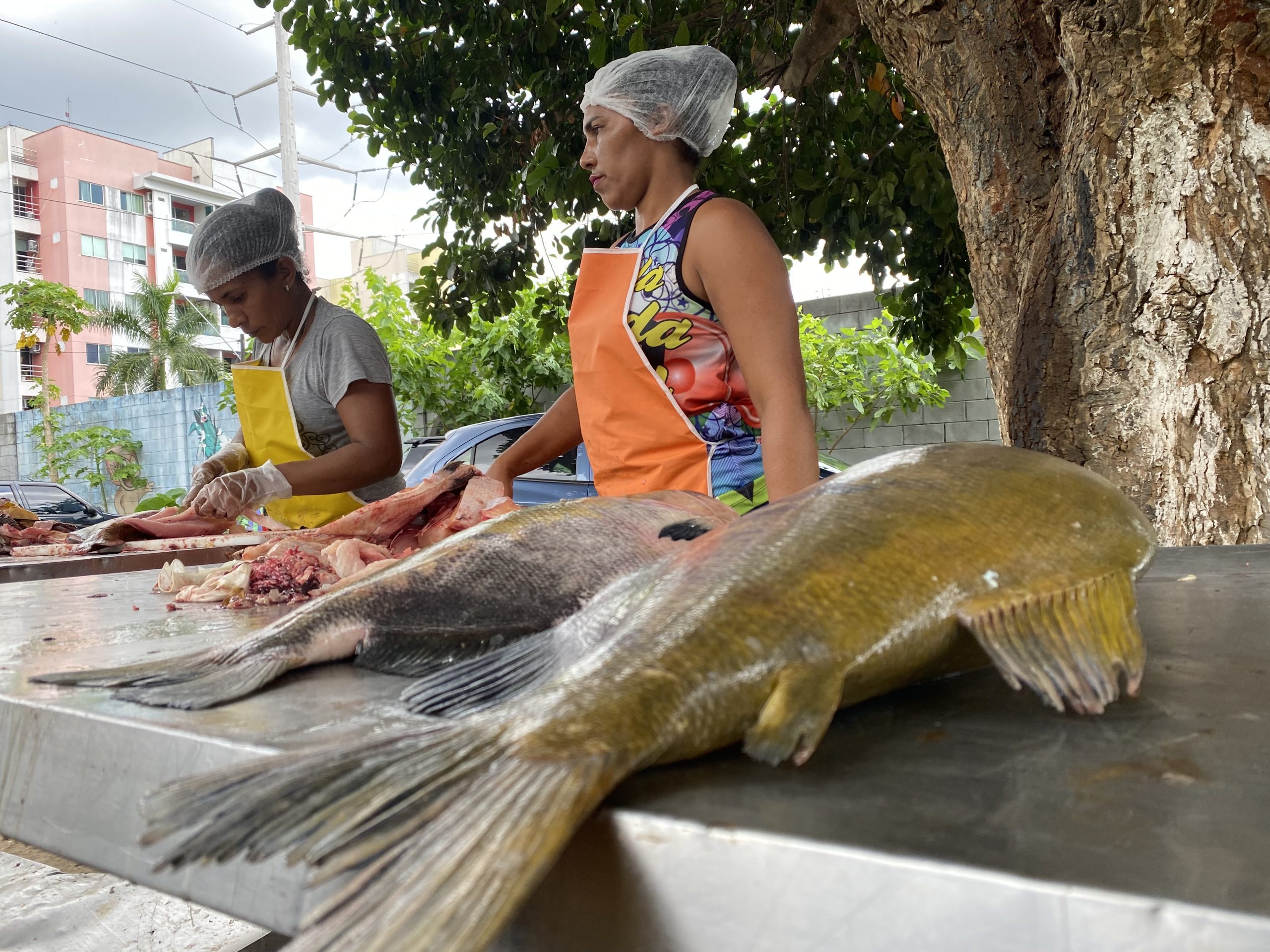 Saiba onde comprar tambaqui vendido a R$ 10, o quilo em Manaus