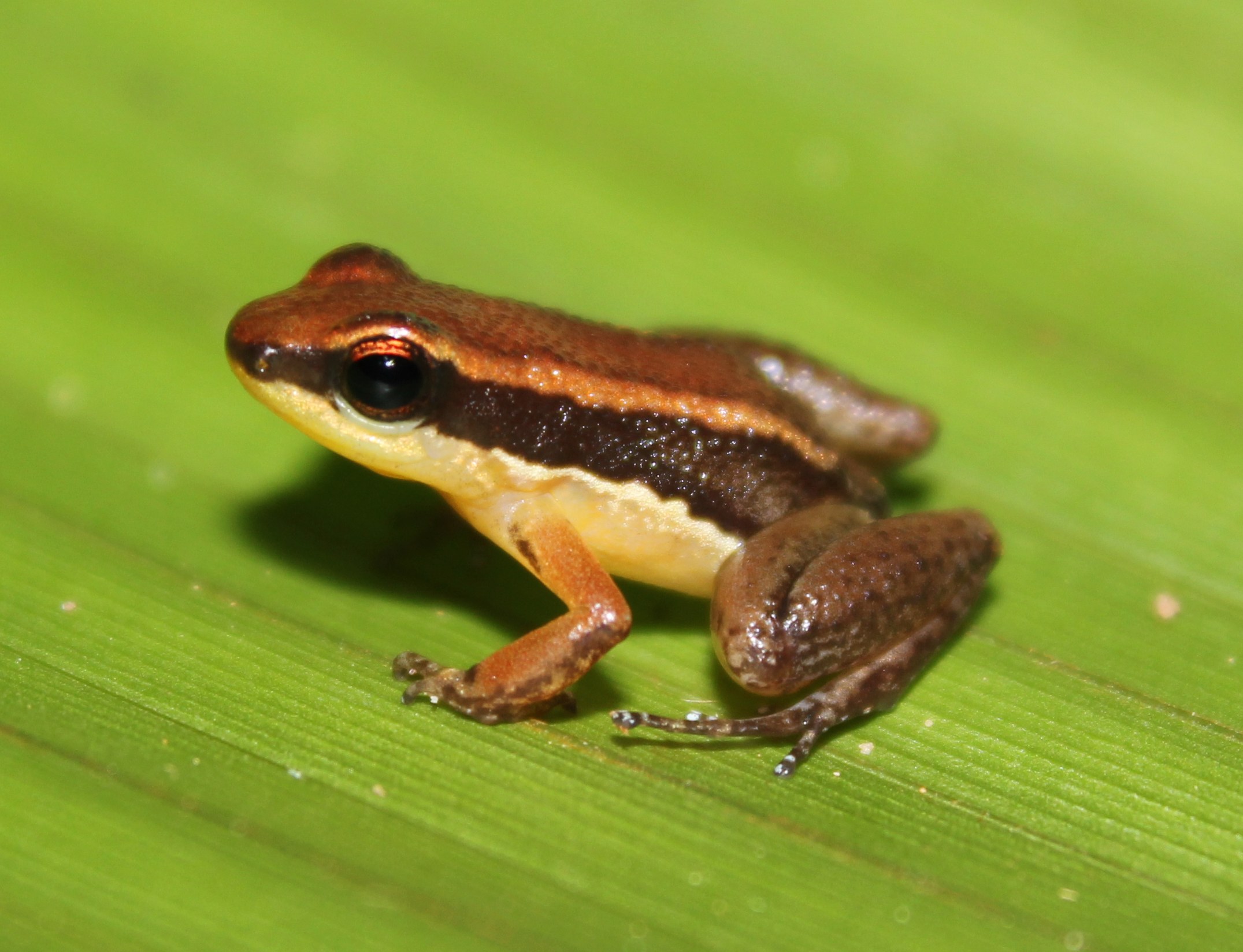 Pesquisa descobre duas novas espécies de sapos em unidades de conservação localizadas no Amazonas