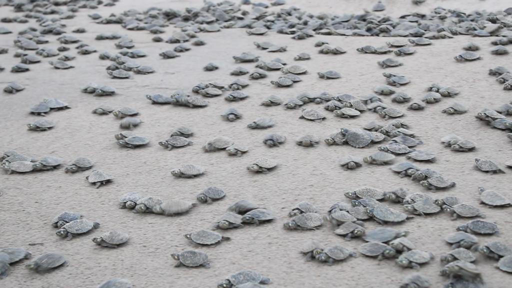 Mais de 280 mil filhotes de quelônios são devolvidos à natureza na RDS Uacari e Resex do Médio Juruá