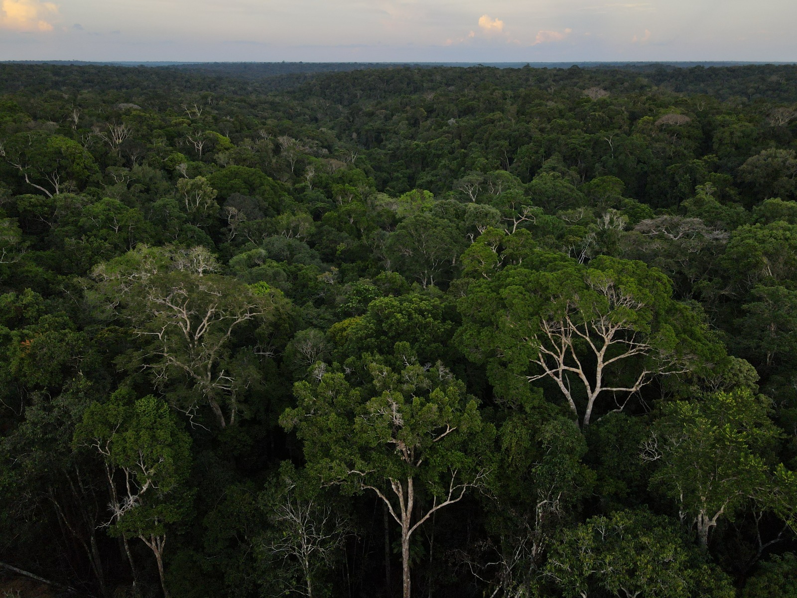 Evento debate soluções para a proteção e uso das Florestas Públicas Não Destinadas na Amazônia